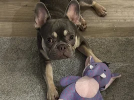 📷 Please submit a photo for the French Bulldog News Header & Logo!