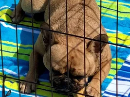 Wondering if my Frenchie's weight is okay
