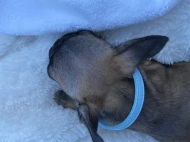 10 week old puppy with thin/coarse, patchy coat