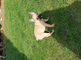 Concerned about pups head shape help please
