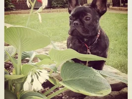 What's your Frenchie's AKC name?