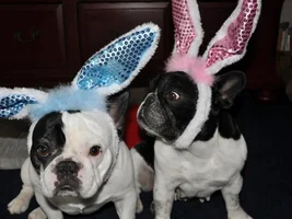~ENTER HERE~ September 2016 Frenchie of the Month ~ Frenchie-Tude