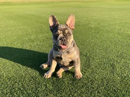 Hello fellow Frenchies!