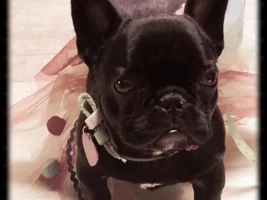 August 2014 Frenchie of the Month Contest ~ENTER HERE~