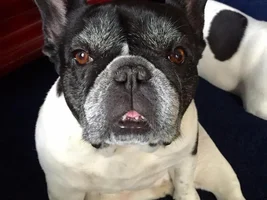 4 Paw Members, PLEASE VOTE for your favorite Turkey Legs!