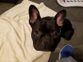 meet Rocco