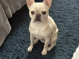 Enzo