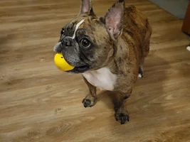 📷 Please submit a photo for the French Bulldog News Header & Logo!