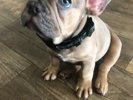 Meet Moki