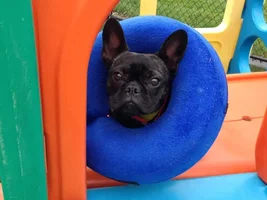 The cone of SADNESS