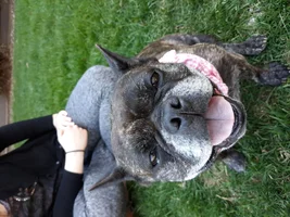 ~ENTER HERE~ April Frenchie of the Month ~ SMILING FRENCHIES