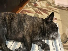 VOTE NOW!  For your favorite Lazy Frenchies!!!