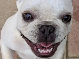 4 PAW MEMBERS!!!  Please VOTE for your favorite SMILING FRENCHIES!