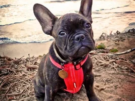 August 2014 Frenchie of the Month Contest ~ENTER HERE~