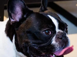 VOTE NOW!! April SMILING FRENCHIES Contest