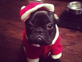 December 2014 Frenchie of the Month Contest ~ ENTER HERE ~