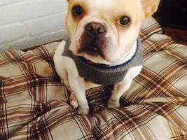 ~Lyla~French Bulldog Available for Adoption in Texas