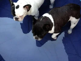 4 Paw Members, PlEaSe VoTE for your favorite Summer Frenchies!