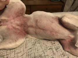 Hives, swollen eyes and thoughts on Apoquel and Cytopoint