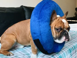 So got Bo fixed
