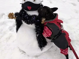 PLEASE VOTE for AL DRESSED UP Frenchie of the Month!
