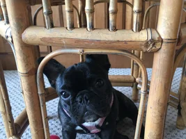 4 PAW MEMBERS!!!  Please VOTE for your favorites FRENCHIE-TUDES!