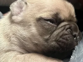 What Color is My French Bulldog’s Mask?
