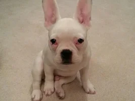 March 2014 Frenchie of the Month Contest ~ENTER HERE~