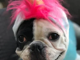 ~ENTER HERE~ October Frenchie of the Month Contest
