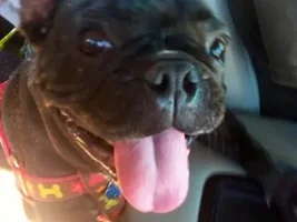 ~Tootsie~French Bulldog Available for Adoption in Texas