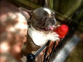 ~Jason Witten~French Bulldog Available for Adoption in Virginia