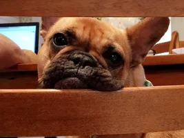 4 PAW MEMBERS!!!  Please VOTE for your favorite Frenchie FACES!