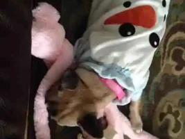 Is Santa Bringing Your Frenchie Something?