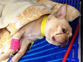 Back Leg Issue