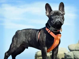 4 PAW MEMBERS ~ VOTE NOW ~ September Frenchie of the Month :D
