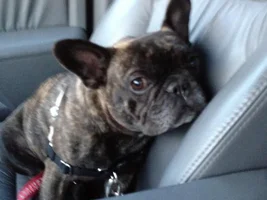 Frenchie Poll: How does your Frenchie ride in the car?