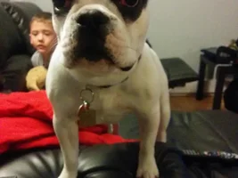 Bumps on  Stella's body