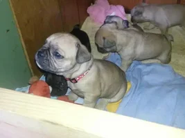 Pepper baby's