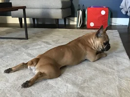 ~ENTER HERE~ November Frenchie of the Month "Turkey Legs"