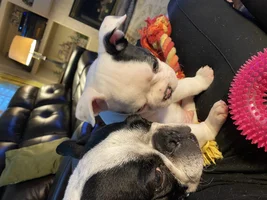 ~ENTER HERE~ Frenchie of the Month Contest October 2020