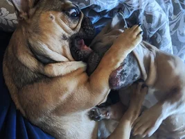 4 PAW MEMBERS!!!  Please VOTE for your favorite Frenchie with Frenchi-tude!