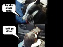 Frenchie Poll: How does your Frenchie ride in the car?