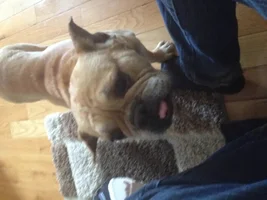 European French bulldog vs American french bulldog
