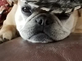 4 PAW MEMBERS!!!  Please VOTE for your favorite Frenchie FACES!