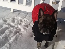 4 PAW MEMBERS!!  Please VOTE for your favorite FROZEN FRENCHIES!