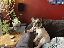 ~ENTER HERE~ August Frenchie of the Month "LAZY FRENCHIES"