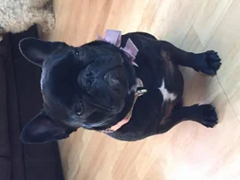 Tallulah, the trainiing supervisor
