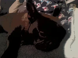 Lazy frenchie