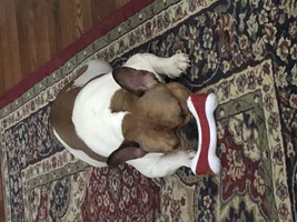 ~ENTER HERE~ February 2019 Frenchie of the Month - BE MY FRENCHIE-TINE!