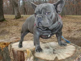 Hi! Bleu is in the house!